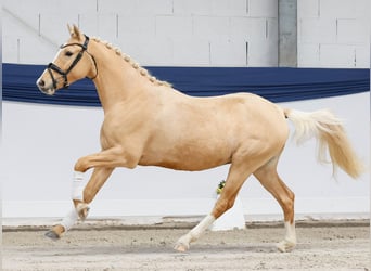 German Riding Pony, Gelding, 3 years, 14 hh, Palomino