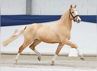 German Riding Pony, Gelding, 3 years, 14 hh, Palomino