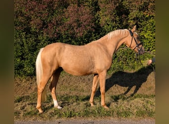 German Riding Pony, Gelding, 3 years, 14 hh, Palomino