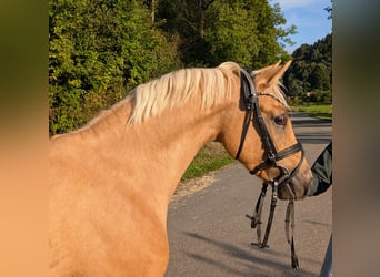German Riding Pony, Gelding, 3 years, 14 hh, Palomino