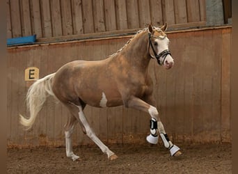 German Riding Pony, Gelding, 3 years, 14 hh, Palomino