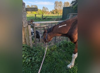 German Riding Pony, Gelding, 3 years, 14 hh, Pinto