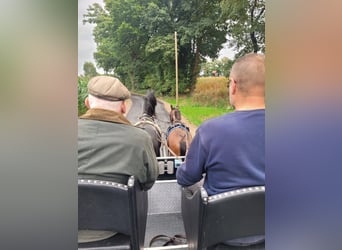 German Riding Pony, Gelding, 3 years, 14 hh, Pinto