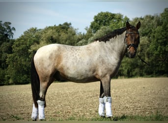 German Riding Pony, Gelding, 3 years, 14 hh, Roan-Red