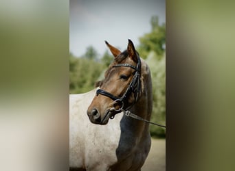 German Riding Pony, Gelding, 3 years, 14 hh, Roan-Red