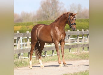 German Riding Pony, Gelding, 3 years, 14,1 hh, Chestnut