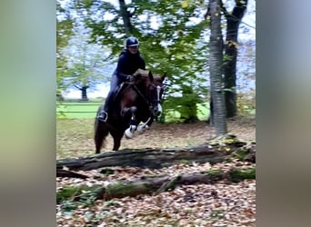 German Riding Pony, Gelding, 3 years, 14,1 hh, Chestnut