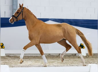 German Riding Pony, Gelding, 3 years, 14,1 hh, Chestnut-Red