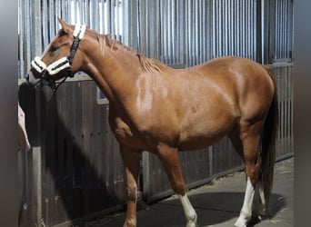 German Riding Pony, Gelding, 3 years, 14,1 hh, Chestnut-Red