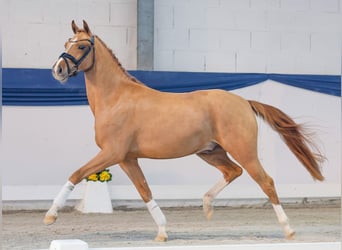 German Riding Pony, Gelding, 3 years, 14,1 hh, Chestnut-Red