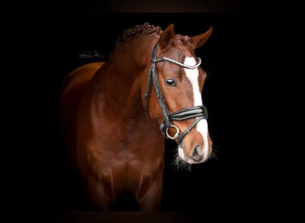 German Riding Pony, Gelding, 3 years, 14,1 hh, Chestnut-Red