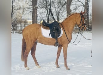 German Riding Pony, Gelding, 3 years, 14,1 hh, Chestnut-Red