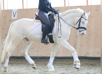 German Riding Pony, Gelding, 3 years, 14,1 hh, Cremello