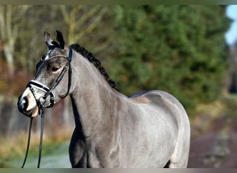 German Riding Pony, Gelding, 3 years, 14,1 hh