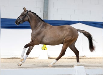 German Riding Pony, Gelding, 3 years, 14,1 hh, Dun