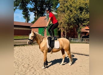 German Riding Pony, Gelding, 3 years, 14,1 hh, Palomino