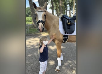 German Riding Pony, Gelding, 3 years, 14,1 hh, Palomino