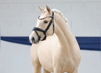 German Riding Pony, Gelding, 3 years, 14,1 hh, Palomino