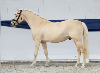German Riding Pony, Gelding, 3 years, 14,1 hh, Palomino