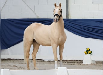 German Riding Pony, Gelding, 3 years, 14,1 hh, Palomino
