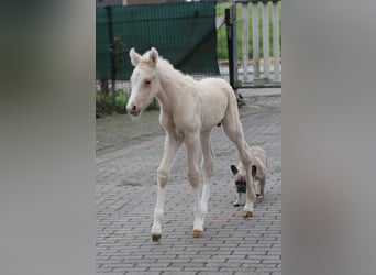 German Riding Pony, Gelding, 3 years, 14,1 hh, Palomino