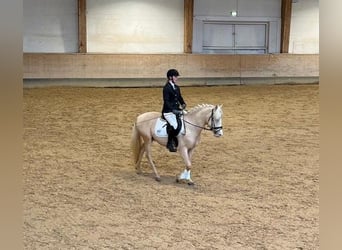 German Riding Pony, Gelding, 3 years, 14,1 hh, Palomino