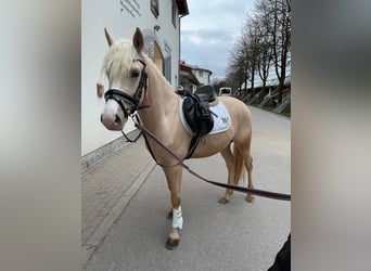 German Riding Pony, Gelding, 3 years, 14,1 hh, Palomino