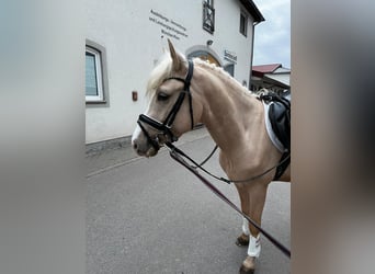 German Riding Pony, Gelding, 3 years, 14,1 hh, Palomino