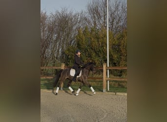 German Riding Pony, Gelding, 3 years, 14,1 hh, Smoky-Black