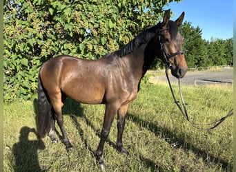 German Riding Pony, Gelding, 3 years, 14,2 hh, Bay-Dark