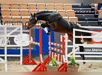 German Riding Pony, Gelding, 3 years, 14,2 hh, Bay-Dark