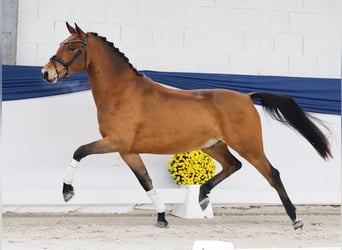 German Riding Pony, Gelding, 3 years, 14,2 hh, Brown