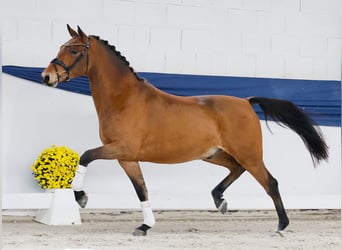 German Riding Pony, Gelding, 3 years, 14,2 hh, Brown