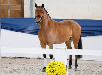 German Riding Pony, Gelding, 3 years, 14,2 hh, Brown