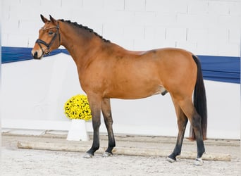 German Riding Pony, Gelding, 3 years, 14,2 hh, Brown