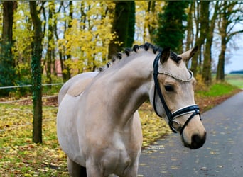 German Riding Pony, Gelding, 3 years, 14,2 hh, Buckskin