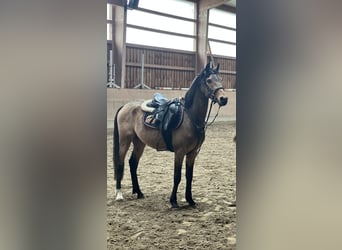 German Riding Pony, Gelding, 3 years, 14,2 hh, Buckskin