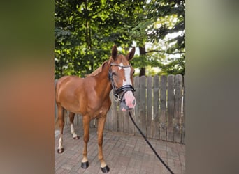 German Riding Pony, Gelding, 3 years, 14,2 hh, Chestnut-Red