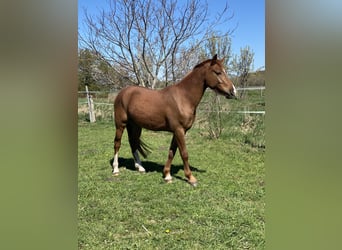 German Riding Pony, Gelding, 3 years, 14,2 hh, Chestnut-Red