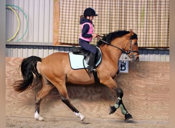 German Riding Pony, Gelding, 3 years, 14,2 hh, Dun