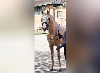 German Riding Pony, Gelding, 3 years, 14,2 hh, Palomino