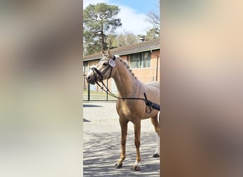 German Riding Pony, Gelding, 3 years, 14,2 hh, Palomino