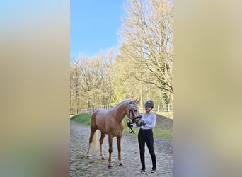 German Riding Pony, Gelding, 3 years, 14,2 hh, Palomino