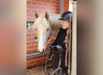 German Riding Pony, Gelding, 3 years, 14,2 hh, Palomino