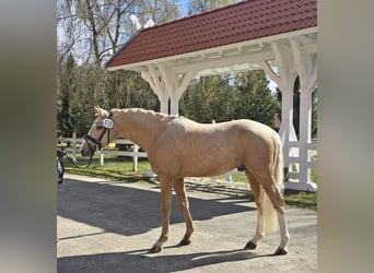 German Riding Pony, Gelding, 3 years, 14,2 hh, Palomino