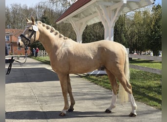 German Riding Pony, Gelding, 3 years, 14,2 hh, Palomino