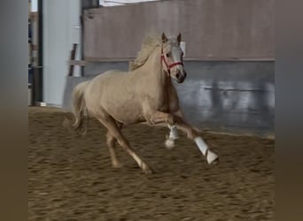 German Riding Pony, Gelding, 3 years, 14,2 hh, Palomino