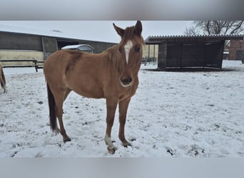 German Riding Pony, Gelding, 3 years, 14,2 hh, Red Dun