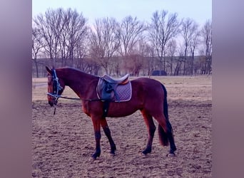 German Riding Pony, Gelding, 3 years, 14,3 hh, Brown