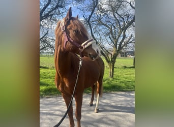 German Riding Pony, Gelding, 3 years, 14,3 hh, Chestnut-Red